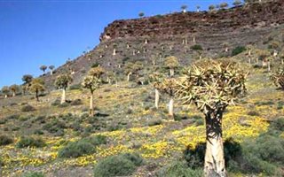 4461 m² Land available in Nieuwoudtville
