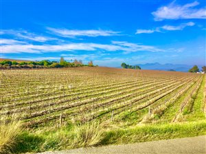 12 ha Farm in Stellenbosch Agricultural