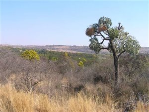 10 ha Land available in Klipkop