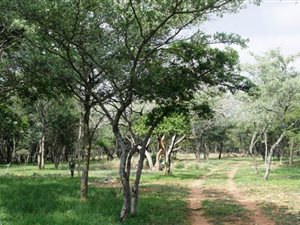 20 ha Farm in Mookgophong (Naboomspruit)