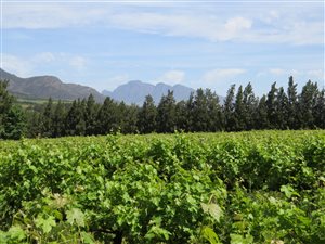 10 ha Farm in Northern Paarl