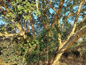 2400 m² Land available in Hoedspruit