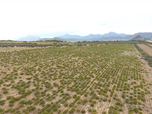 1050 ha Farm in Piketberg