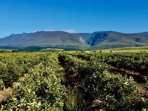 72 ha Farm in Swellendam
