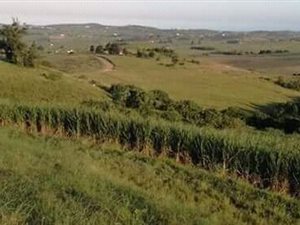 4 ha Farm in Mandini
