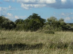 232 ha Farm in Schweizer Reyneke
