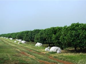 856 ha Farm in Mookgophong (Naboomspruit)