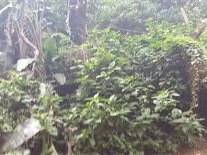 2310 m² Land available in Pumula