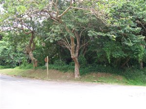 1411 m² Land available in Palm Beach