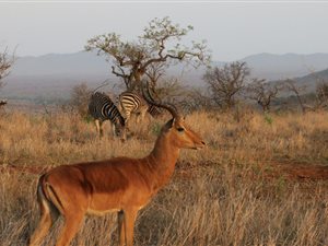 2.5 ha Land available in Hluhluwe