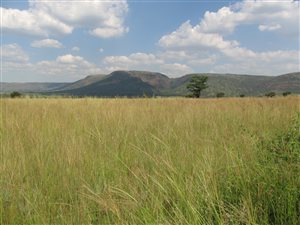57 ha Farm in Walkerville
