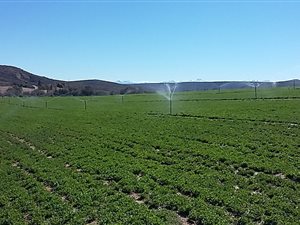 587 ha Farm in Oudtshoorn