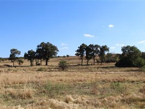 21 ha Farm in Knopjeslaagte