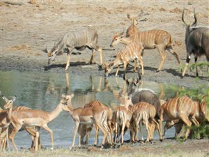 Game Farm in Swartwater and surrounds