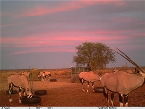 3509 ha Farm in Carnarvon