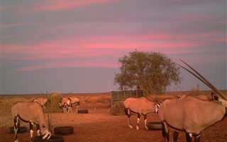 3509 ha Farm in Carnarvon