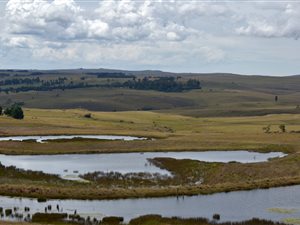 54 ha Farm in Dullstroom