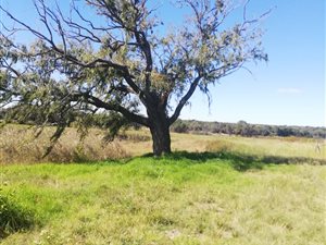 269.5 ha Farm in Mafikeng