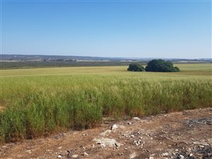 200 ha Farm in Riversdale