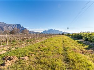 Farm in Franschhoek