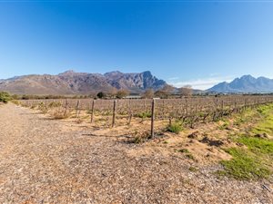 Farm in Franschhoek