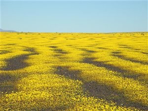 3959 ha Farm in Calvinia