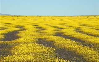 3959 ha Farm in Calvinia