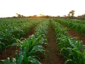 1419 ha Farm in Mookgophong (Naboomspruit)