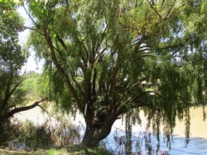 3144 m² Land available in Maselspoort