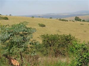 20.2 ha Land available in Cato Ridge