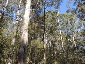 3200 ha Farm in White River