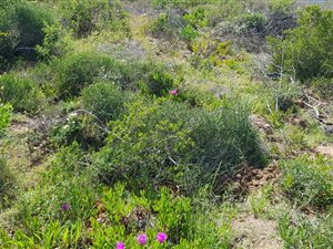 651 m² Land available in Boggomsbaai