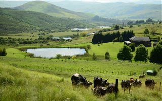 20 ha Smallholding in Kokstad