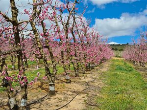 618 ha Farm in Piketberg