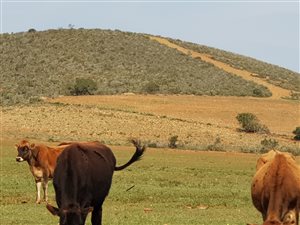 78.6 ha Farm in Herbertsdale