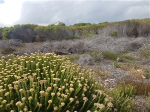 700 m² Land available in Struisbaai