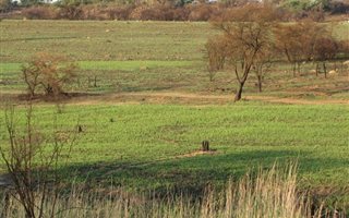 5 ha Farm in Rietfontein