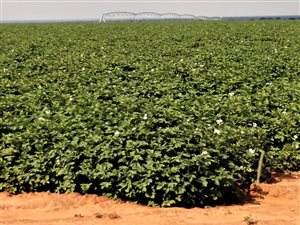 6946 ha Farm in Kuruman