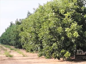 6946 ha Farm in Kuruman