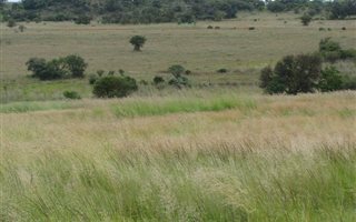 5 ha Farm in Rietfontein