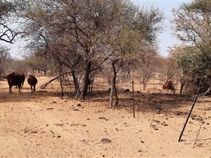 2207.3 ha Farm in Alldays