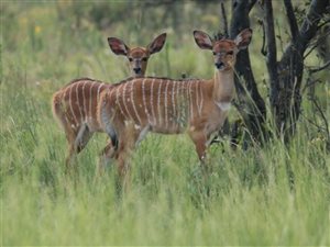 690 ha Farm in Bela-Bela (Warmbaths)