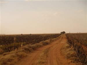 650 ha Farm in Wesselsbron