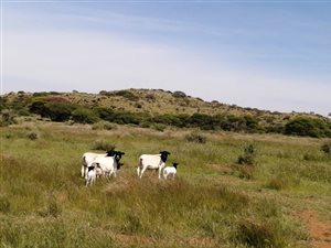 3000 ha Farm in Hopetown