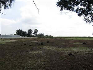 8565 m² Land available in Bapsfontein