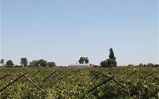 34 ha Farm in Keimoes