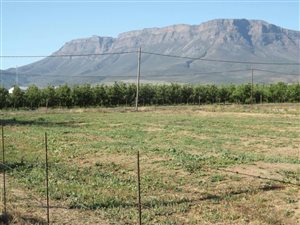 1081 m² Land available in Prince Alfred Hamlet