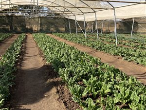 1.8 ha Farm in Roodeplaat
