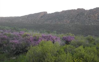 776 ha Farm in Cederberg