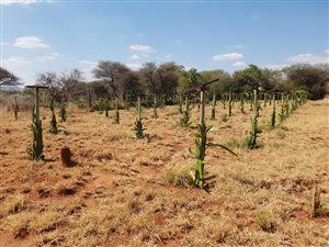 34 ha Farm in Hartbeesfontein